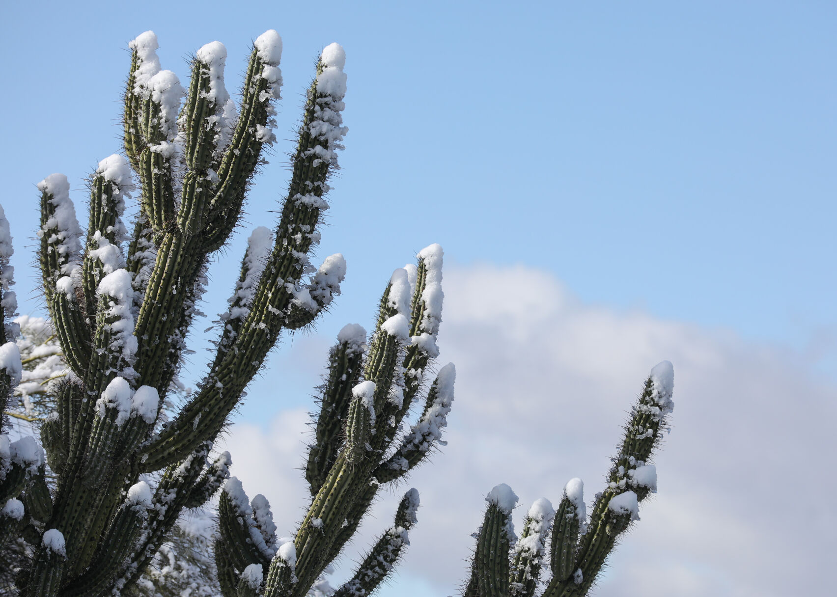 Snow, Tucson, 2023